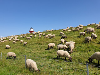 Grazing flock of sheep on the Elbe dike with lighthouse and blue sky in summer in Lühe, Jork, Altes Land, Lower Saxony, Germany