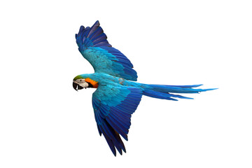 Colorful flying Blue and Gold Macaw parrot isolated on transparent background png file