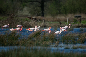 Flamingos in einer Gruppe