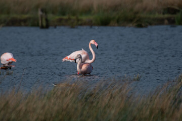 Zwei Flamingos im Wasser