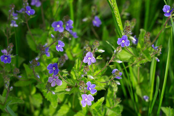 blue veronica flowers in the grass with close up