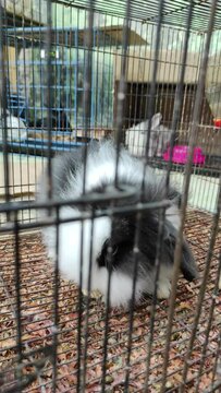 4k vertical footage of black and white patterned furry rabbit eating in an iron cage