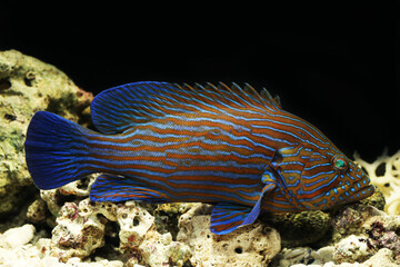 Bluelined hind or blueline rockcod (Cephalopholis formosa)	