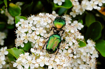 Zwei Rosenkäfer konkuriern bei der Aufnahme von Nektar © Thomas