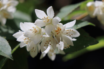 満開の白いウツギの花