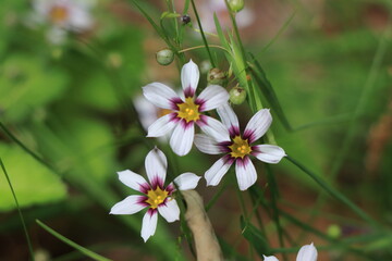 3つ並んで咲いてるニワゼキショウの花