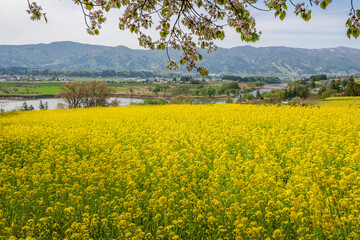 桜咲く菜の花畑から望む千曲川と山