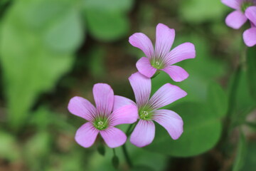 野に咲く可憐なムラサキカタバミ