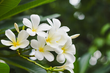 Fototapeta premium Frangipani flowers blooming in the garden