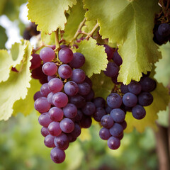 Fototapeta premium 포도