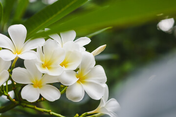 Frangipani flowers blooming in the garden