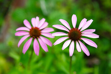 Obraz premium Bloom in nature echinacea purpurea. Blooming Purple Coneflower with selective focus.