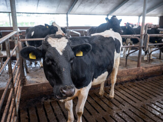 holstein cows inside barn on dutch farm in holland