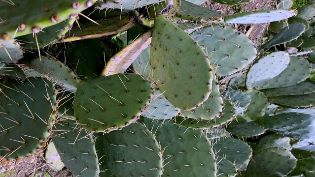 Vertical video close-up of large green prickly cactus leaves.
