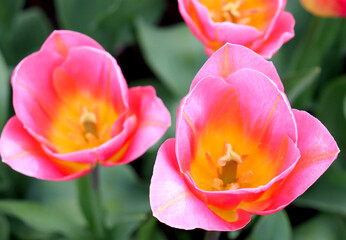 Pink and Yellow Tulip Close Up