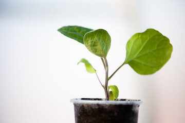One eggplant seedling on light blurred background. Green sprout growing. Young plant for publication, poster, calendar, post, screensaver, wallpaper, cover, website. High quality photo