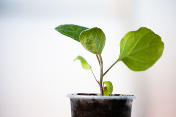 One eggplant seedling on light blurred background. Green sprout growing. Young plant for...