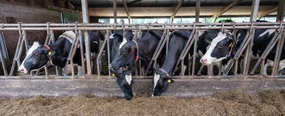 row of holstein cows inside barn on dutch farm in holland