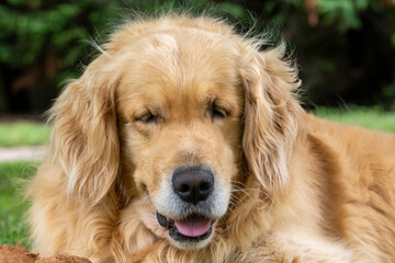 Portrait golden retriever dog on green grass on a summer day. Blurred background.copy space.
