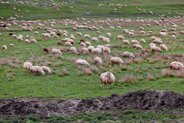 Sheep in a meadow on green grass in mountains. Flock of sheep grazing in a hill. Agriculture or travel concept