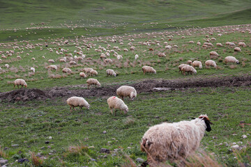 Sheep in a meadow on green grass in mountains. Flock of sheep grazing in a hill. Agriculture or travel concept
