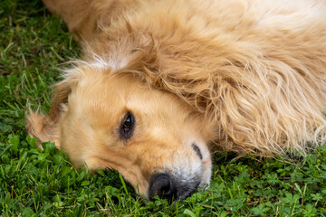 Portrait golden retriever dog on green grass on a summer day. Blurred background.copy space.
