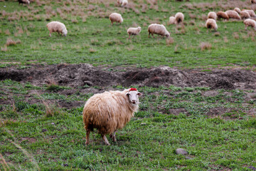 Sheeps in a meadow on green grass at mountains. Portrait of sheep. Flock of sheep grazing in a hill. Agriculture concept