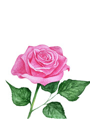 pink rose