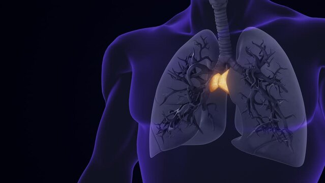 Human Thymus Gland between Lungs