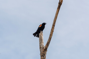 A Red-Winged Blackbird Perched On A Dead Tree Branch Against A Cloudy Sky