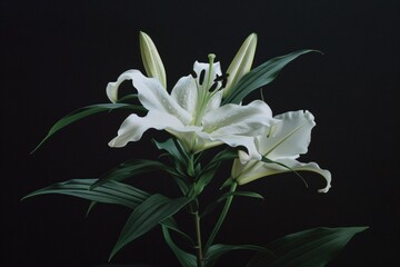 Close up of a lily flower the refined art of ikebana