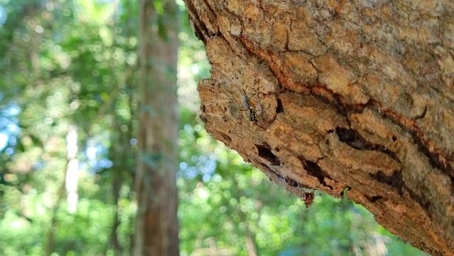 A wasp on a mango tree in the grove. Wasps check holes in trees. Vespidae. Vespinae. Insects in the garden. 4k