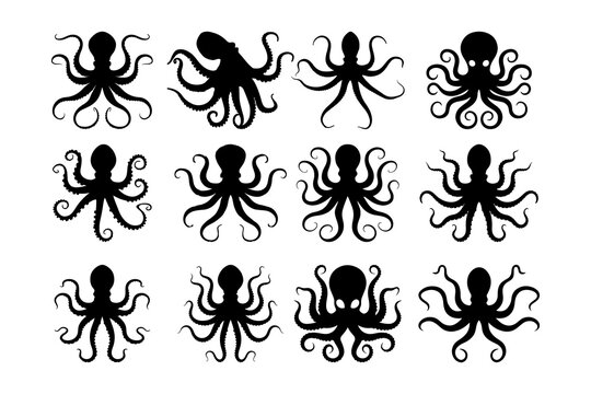 a collection of octopus images including octopus, octopus, octopus, octopus, and octopus.