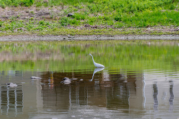 A Great White Egret Fishing On A Pond In Spring In Wisconsin
