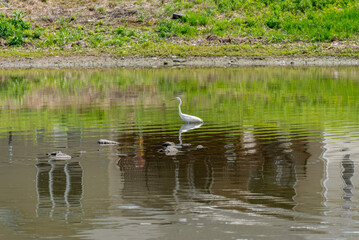 A Great White Egret Fishing On A Pond In Spring In Wisconsin