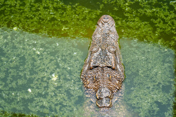 The head of a crocodile hidden in a swamp in the water of a river among the mud