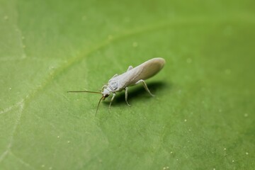 small white Coniopterygidae on a leaf