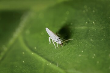 small white Coniopterygidae on a leaf