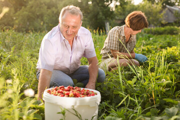 Couple of mature gardeners harvest strawberries