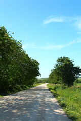 A dirt road with trees on either side of it