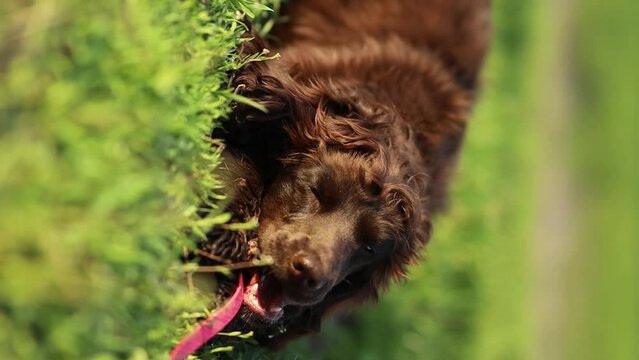Young English Cocker Spaniel. Young dark brown English Cocker Spaniel lying on the grass and nibbling on a wooden stick. A English Cocker Spaniel lies on the grass in the park and gnaws on a stick.