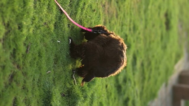 english cocker spaniel puppy. English cocker spaniel pooping. Cocker spaniel pooping in the park, garden, pooping on the grass. A cocker spaniel on a leash poops on the grass. dog pooping on a leash