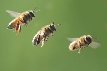 Honeybees in flight around Hummer feeder