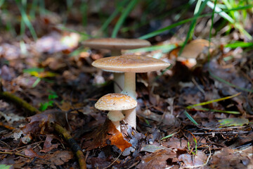 group of blusher mushrooms (amanita rubescens) in autumn