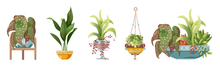Houseplant and macrame plant growing in pots. Set of handmade home decorations macrame plants isolated on white background. Cartoon flat illustration.