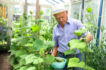 Farmer caring for cucumber sprouts in a greenhouse