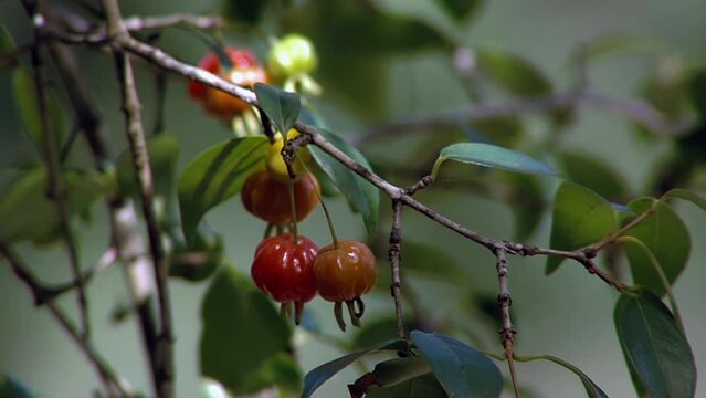 Wild Red Berries Hanging on a Bush with Green Leaves. Close Up.