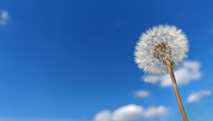 Obraz premium White fluffy dandelion over blue spring sky.