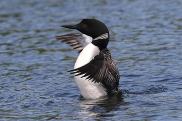 Loon flapping on lake in early spring