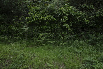 grass background